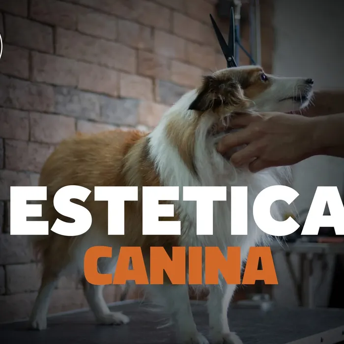 Servicio de estética canina