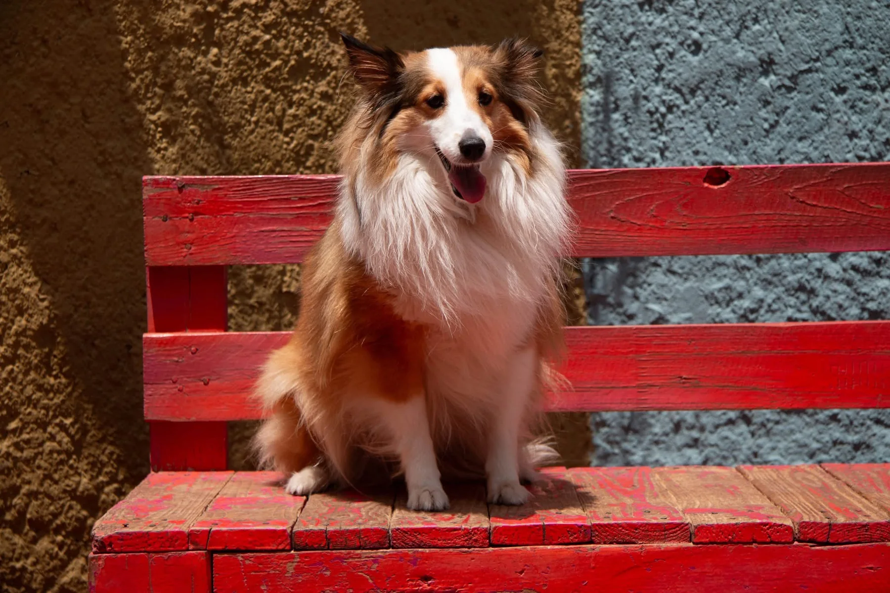Perro sentado en una banca roja