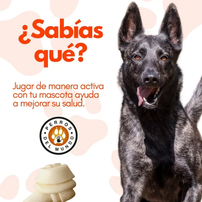Dato sobre jugar con mascotas